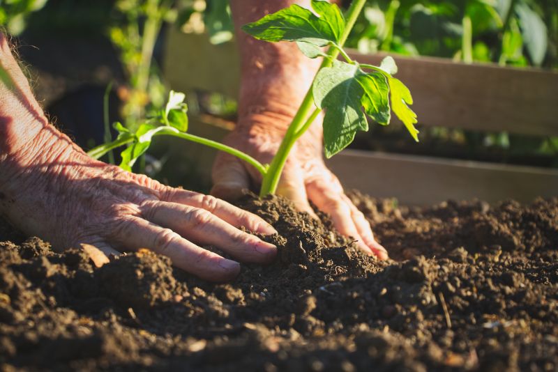 Ground Cover Planting in Ventura County, CA