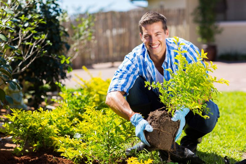 Rose Bush Planting in Ventura County, CA